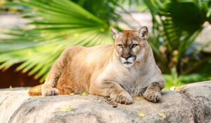 CPB-009-2026.-Buscan-renovar-experiencia-del-Zoologico-Tamatan-con-nuevas-especies-2-850x500