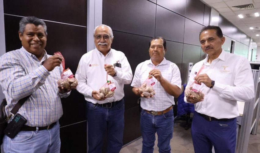 SRU-061-2026.-Productores-tamaulipecos-logran-vender-al-100-primera-cosecha-de-ostion-6-850x500