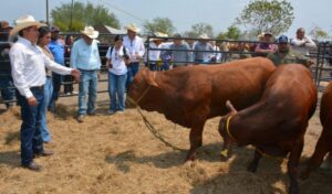 SRU-073-2026.-Productores-de-Soto-la-Marina-acceden-a-sementales-con-subsidio-estatal-6-850x500