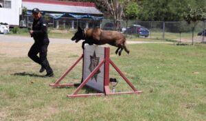 Binomios K-9 de la Guardia Estatal fortalecen la seguridad y la cercanía con la ciudadanía
