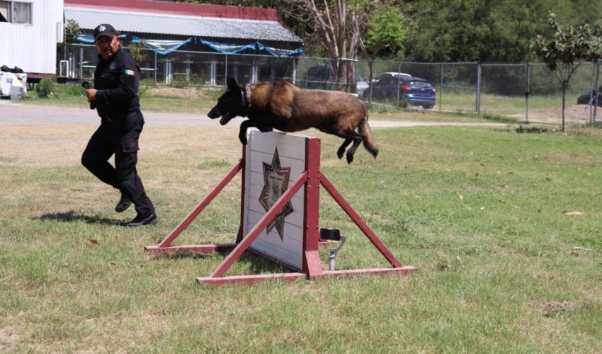 Binomios K-9 de la Guardia Estatal fortalecen la seguridad y la cercanía con la ciudadanía