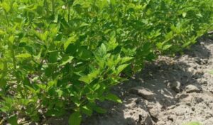  Supervisan avance del cultivo de frijol guar en el norte de Tamaulipas